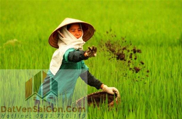 Sử dụng phân bón hữu cơ như thế nào để mang hiệu quả tốt nhất cho cây Lúa