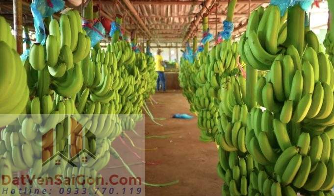 Thời cơ lớn cho trái cây VN từ các nghị định thư xuất khẩu chính ngạch chuối và sầu riêng sang Trung Quốc